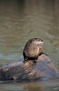 River Otter