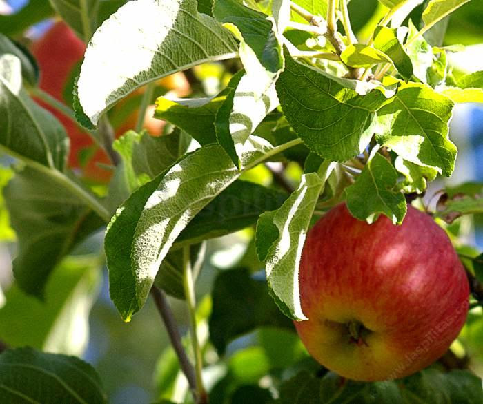 How To Grow California Native Plants With A Vegetable And Fruit