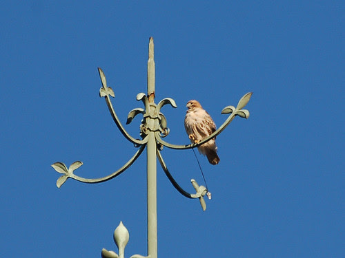 Red-Tail atop Wadleigh