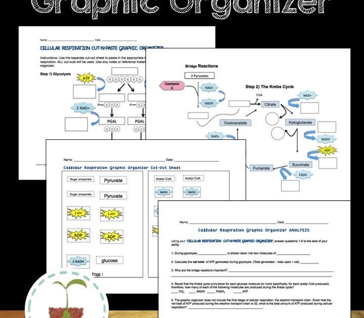 enzyme-graphing-worksheet-theme-homeostasis-answer-key-worksheet