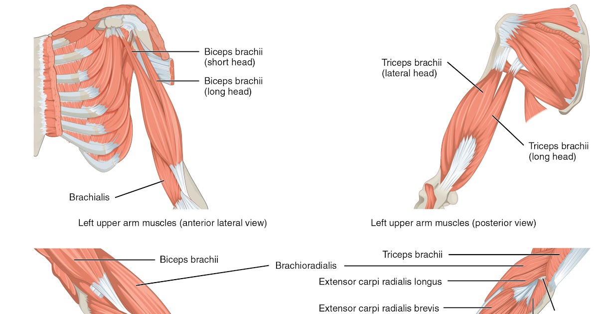 Torso Muscle Anatomy : Life-size Muscle System - Anatomy Cardboard