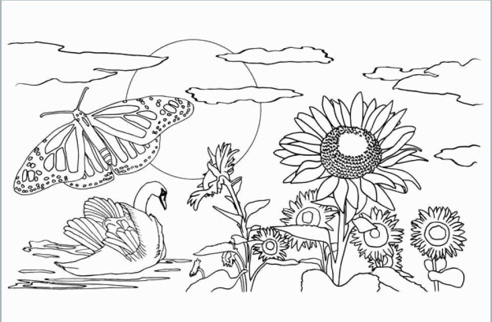 coloring pages collection