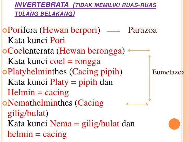  Contoh  Hewan  Invertebrata Platyhelminthes  Contoh  Win