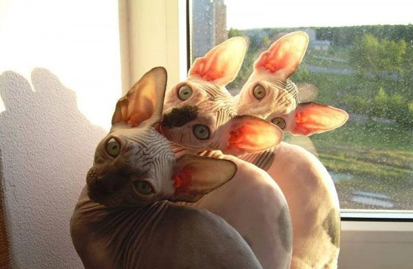 Synchronous cats