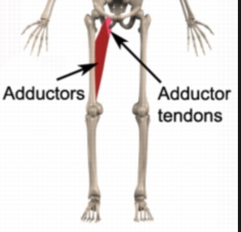 Upper Leg Muscles And Tendons : Concept Conceptual 3d Image Photo Free