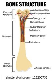 Bone Cross Section Labeled : Bone Structure Anatomy And Physiology I