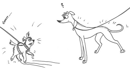 Comic-Whippet-meets-angry-little-Dog