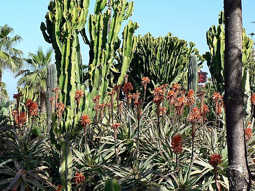 Blumen_02