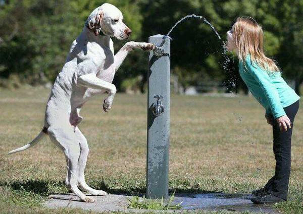 [最も好ましい] 頭 の 悪い 犬 186358頭 の 悪い 犬 ランキング Jpsaepictxvnn