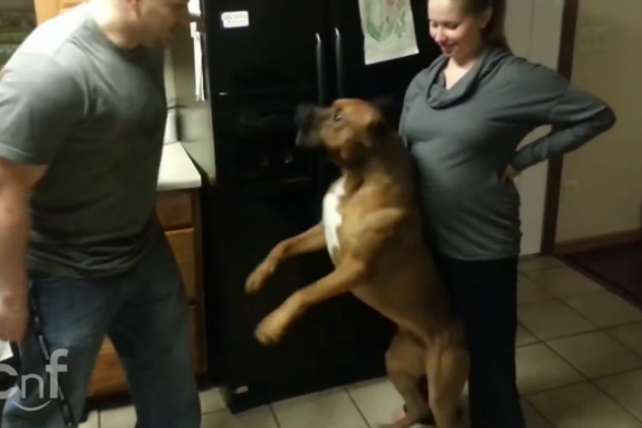 Σκύλος... προστάτης δεν αφήνει κανέναν να αγγίξει την κοιλιά της εγκύου ιδιοκτήτριάς του (video)