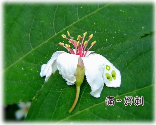 無限台南/油桐花