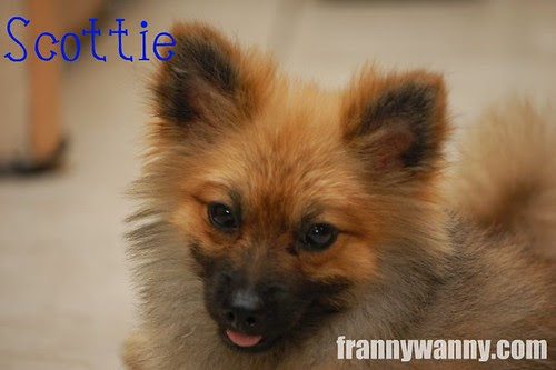 scottie pomeranian