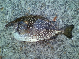 50 海 釣り 魚 図鑑 すべての魚の画像