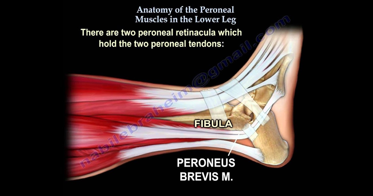 Upper Leg Tendon Anatomy - Upper leg muscles common names archives