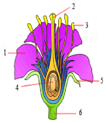 Gambar Struktur Bunga Lengkap Tanpa Keterangan Koleksi Gambar Bunga