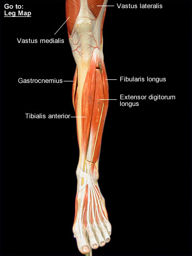 Leg Muscles Diagram Labeled : Figure 23.6 Label the muscles of the