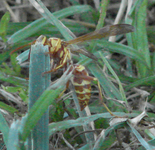 wasp