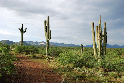 Sycamore Canyon: July 2008