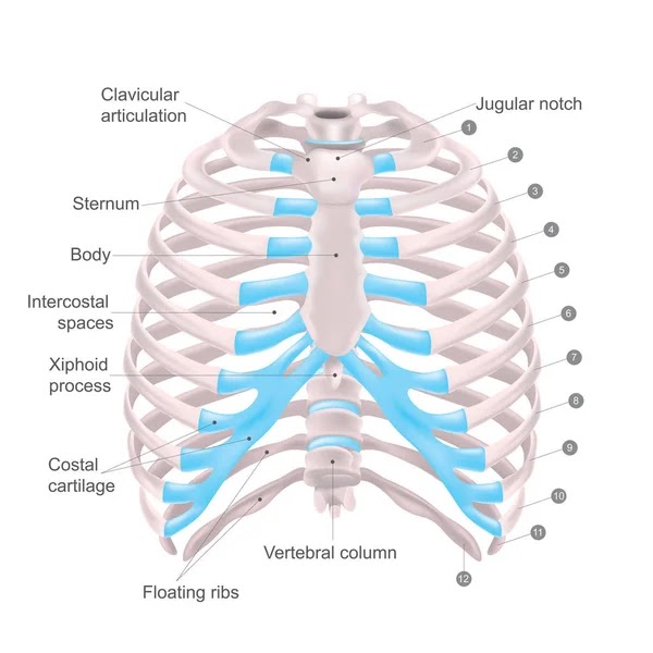 Diagram Rib Cage With Organs Rib Cage Anatomy Labeled Vector