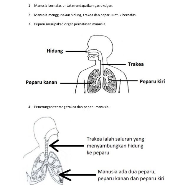 Contoh Soalan Sains Tahun 4 2019 - Selangor j