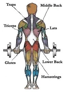 Arm Muscles Map - 11 04 04 Upper Limb Anatomy Kieran S Medical Notes