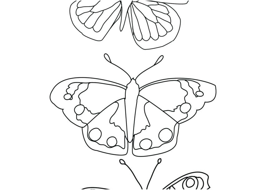 luthfiannisahay: Printable Butterfly Life Cycle Coloring Page