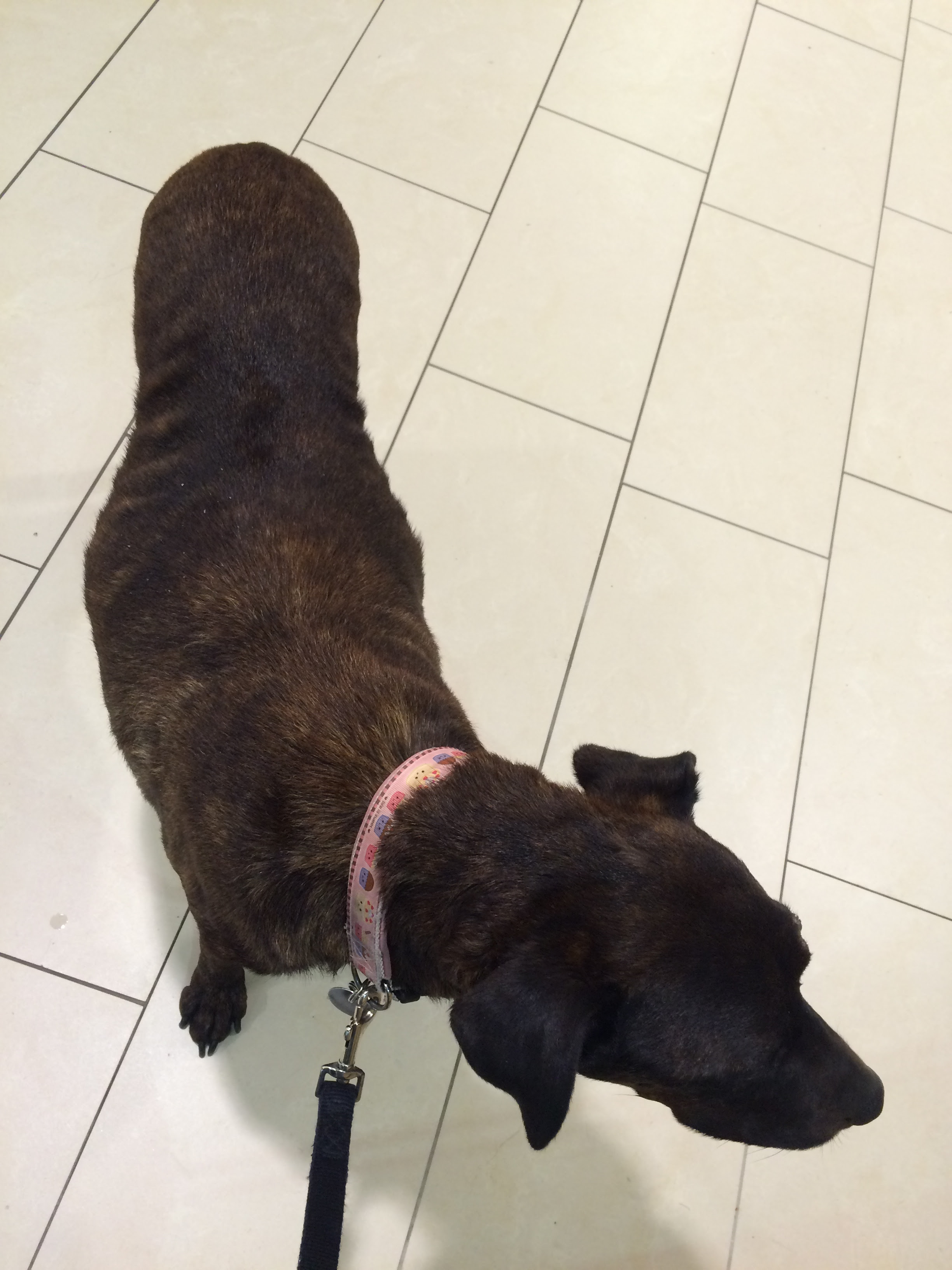 owalo design Cushing Syndrom Hunde