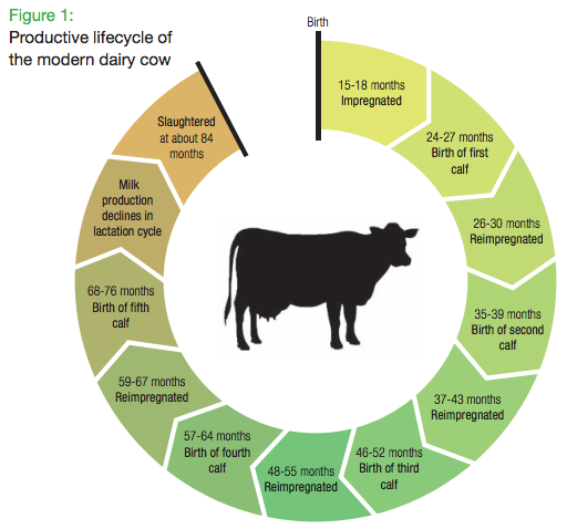 Cattle Cycle Chart