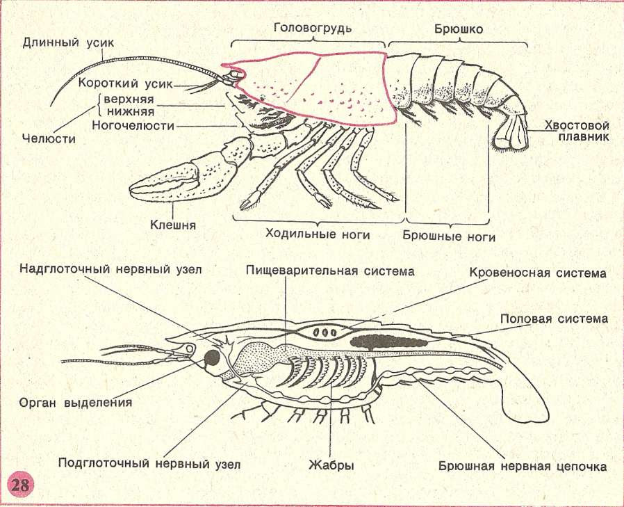 Какие железы у ракообразных