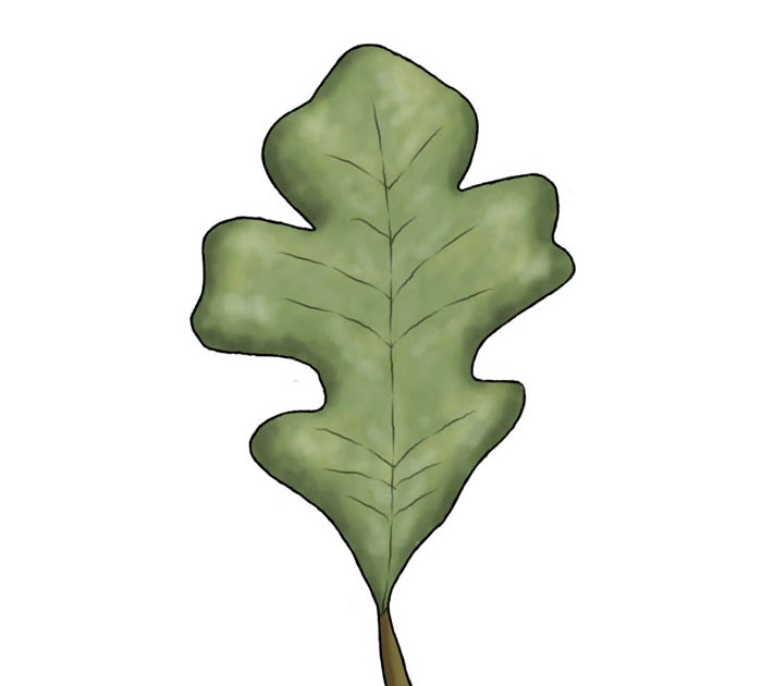 Oak Leaf Drawing - FOTO ~ IMAGES