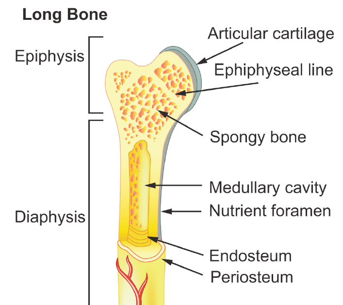 Long bone. Строение трубчатой кости. Диафиз. Spongy Bone. Structure of long Bone..