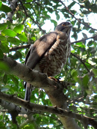 鳳頭蒼鷹/無限台南