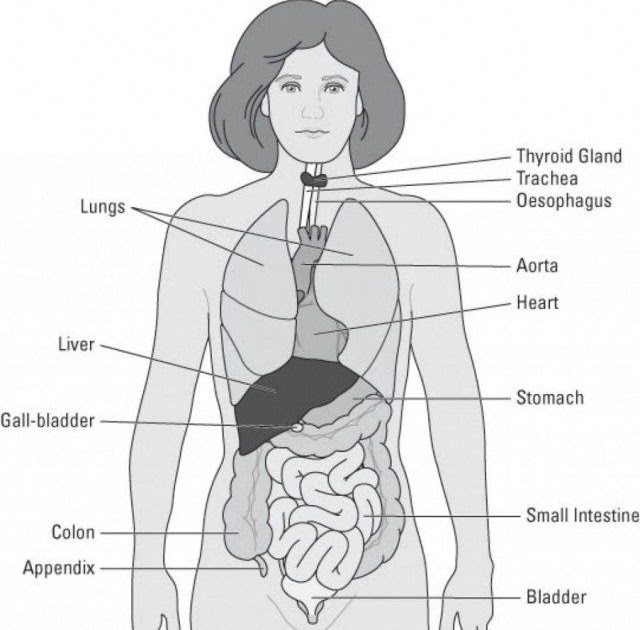 Anatomical Drawing Of Human Body / Provide human illustrate anatomy