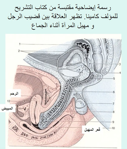 إقليمي مركب قارب هل تحب النساء العضو الطويل bsssem com