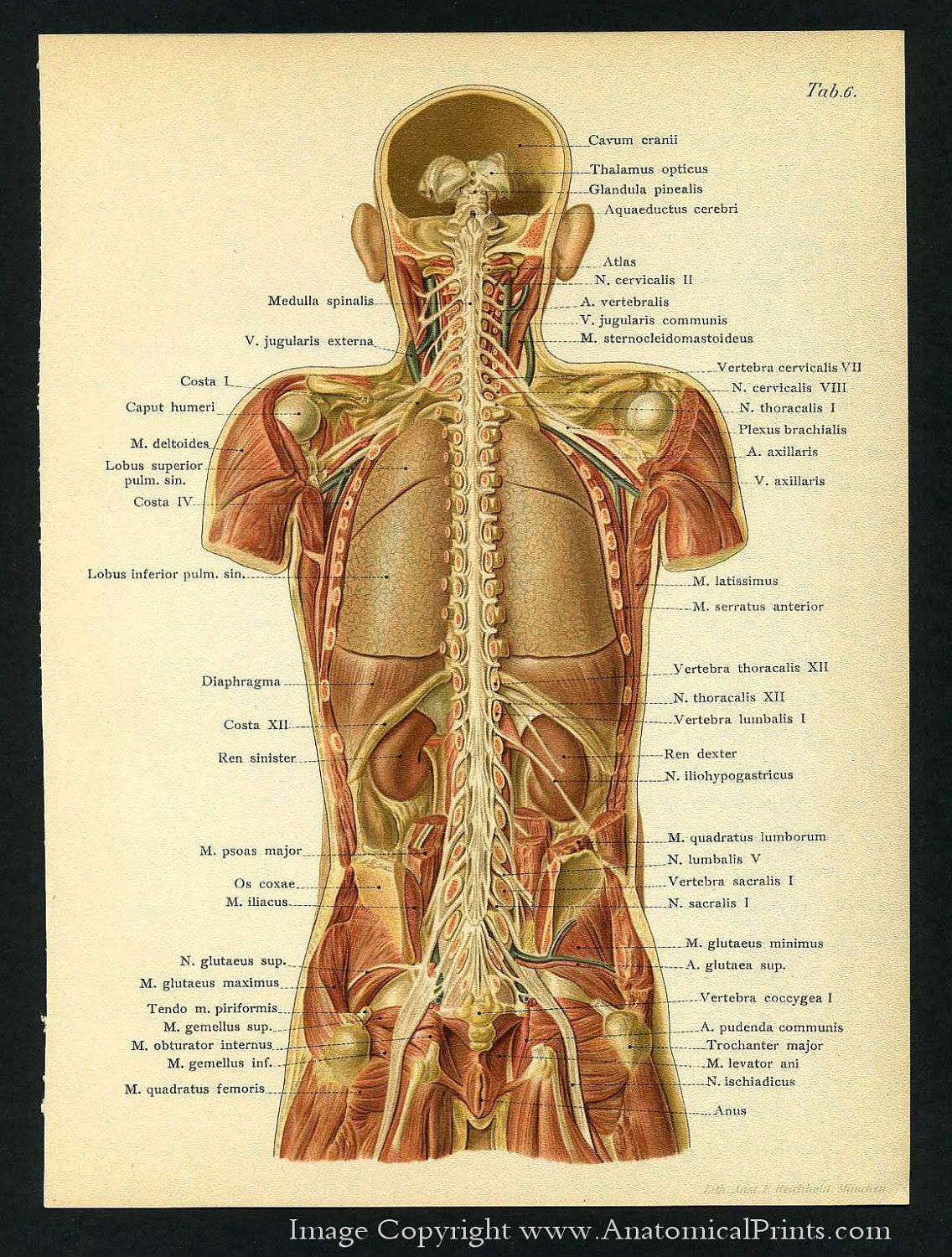 Anatomy Of Back Organs - Anatomical Name Of Lower Back Muscles