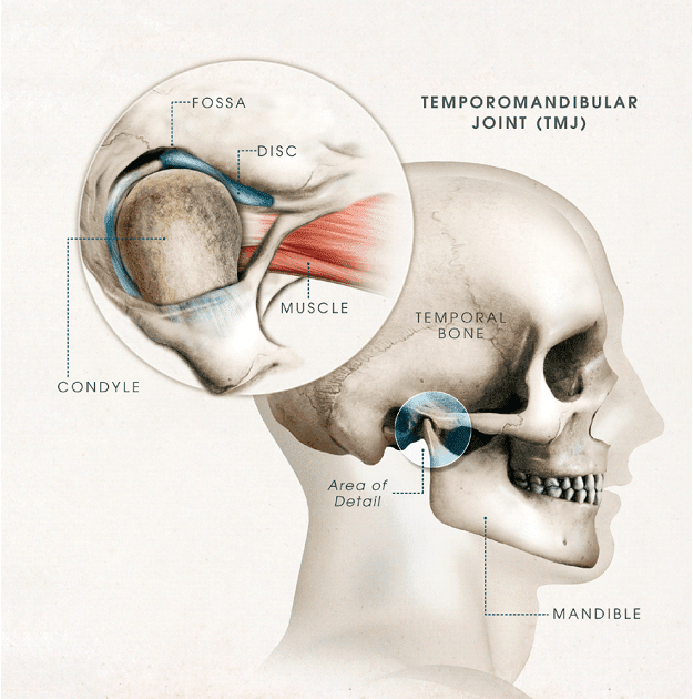 Anatomy Of The Jaw And Ear - Anatomy Diagram Book