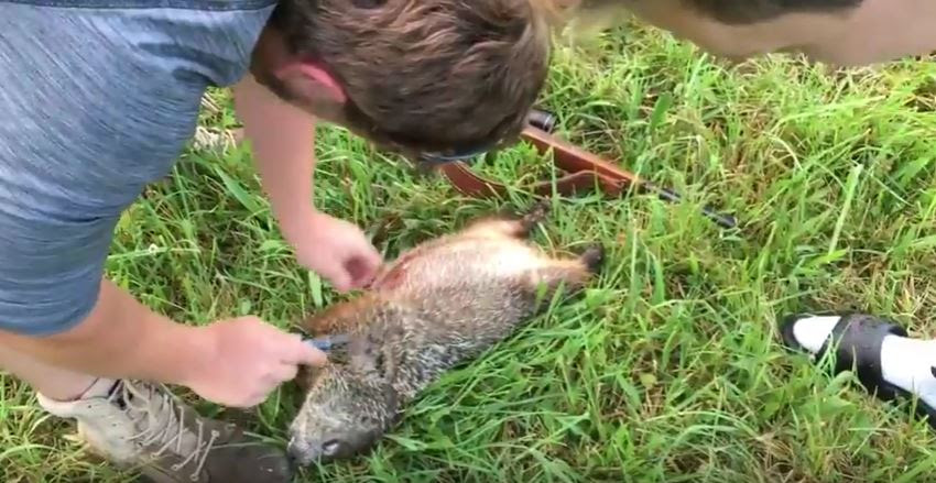 How To Kill A Groundhog Humanely : 8 Tips To Get Rid Of Groundhogs And