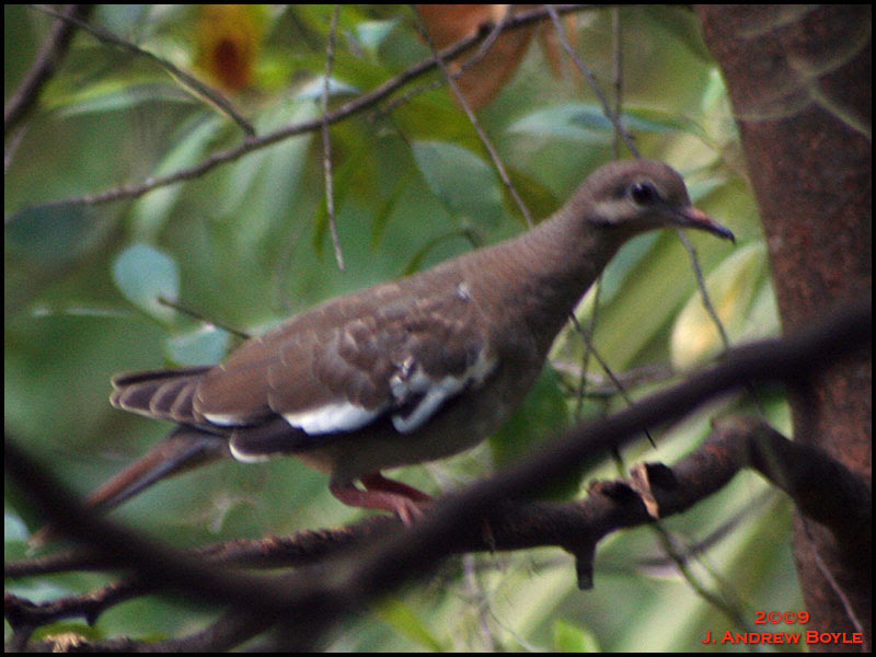 White-winged Dove