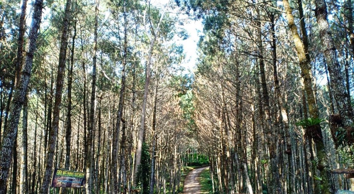 Proposal Pengelolaan Hutan Sebagai Tempat Wisata