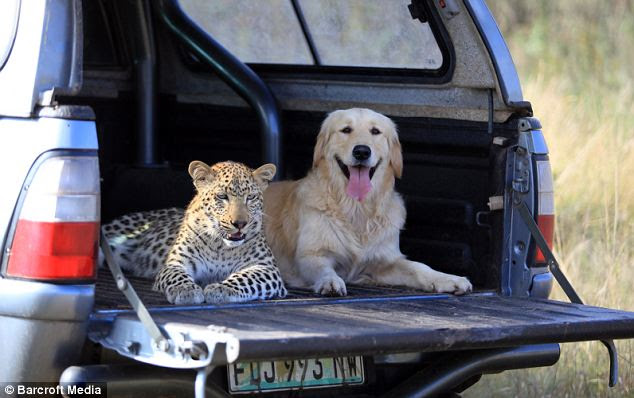 Travelling companions: The pair lie contentedly together in the boot of the four-wheel drive