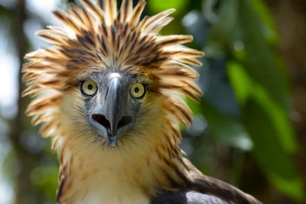 変わっ た 名前 の 動物 Kalamii