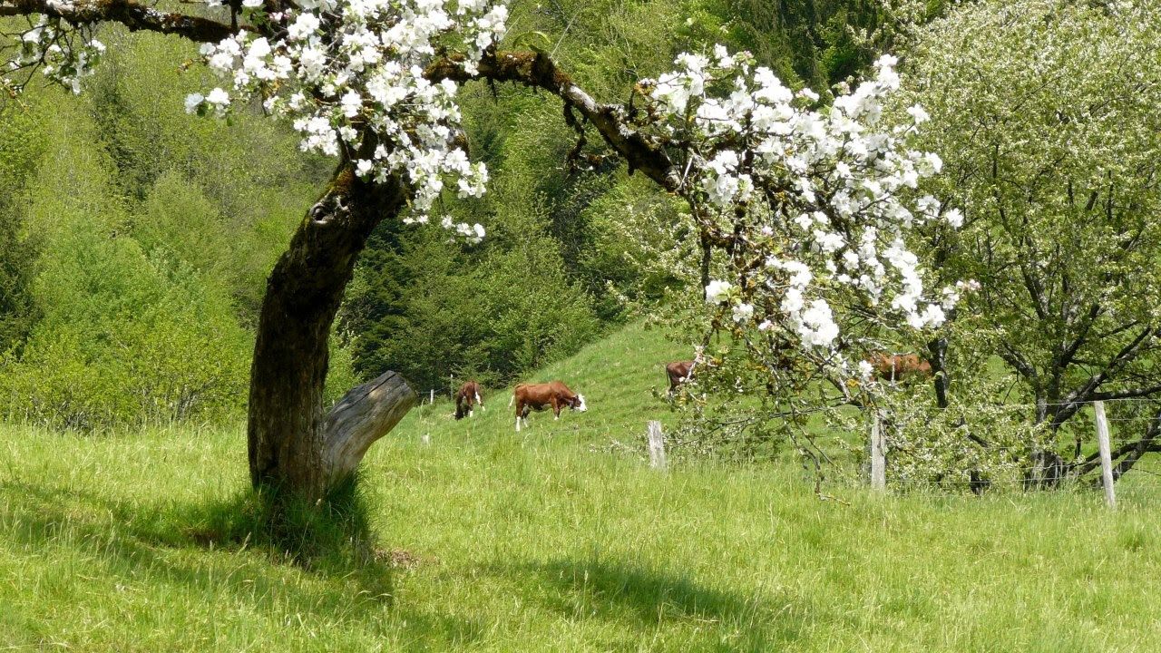 Nature Scenery Photos Paysages De Printemps Gratuites