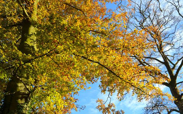 Autumn beech trees. © Nick Bailey