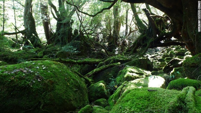 [FOTO] Menyusuri Hutan Kuno Yakushima di Jepang - Berita 