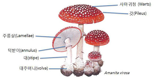 버섯의 생김새 버섯이야기 - 램프쿡