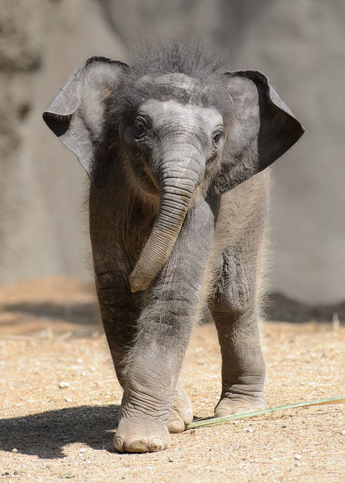 Lustige Geburtstagssprüche Elefant