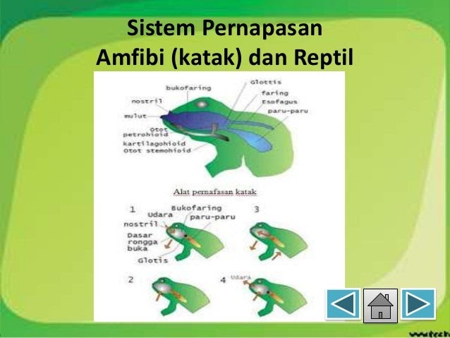 Contoh Difusi  Udara Contoh Soar