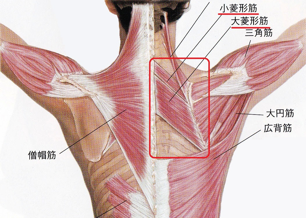 背骨 と 肩 甲骨 の 間 が 痛い