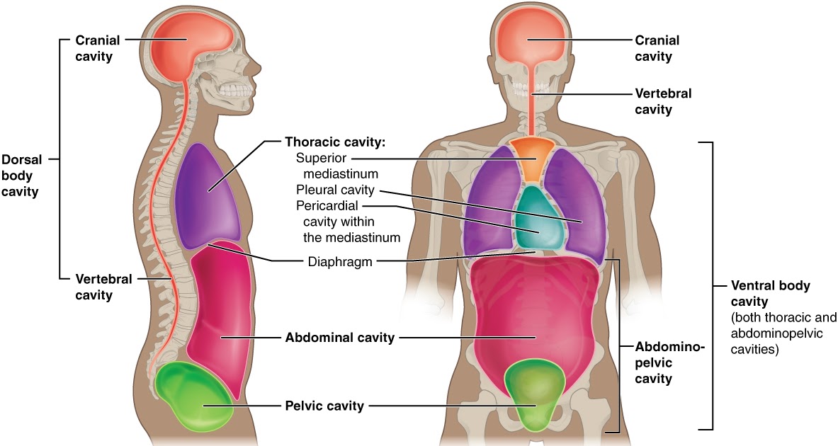 Pelvic Anatomy Definition