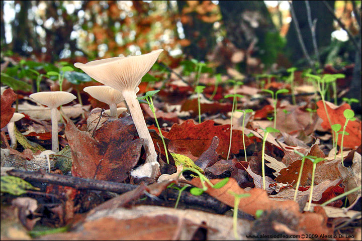 Funghi